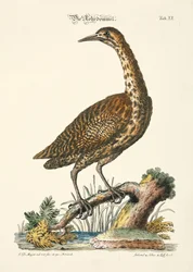 Amers eurasiens