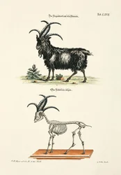 Chèvre à quatre cornes et son squelette