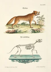 Le renard et son squelette