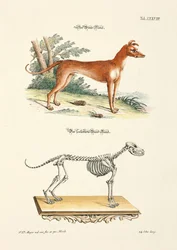 Le lévrier et son squelette