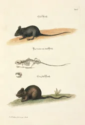 Souris domestique et souris des champs avec squelette