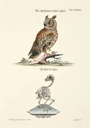 Hibou moyen-duc et son squelette