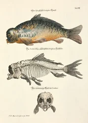 Carpe miroir avec squelette