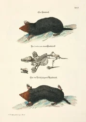 Taupes avec squelette