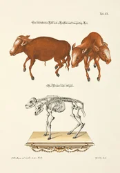 Veau monstrueux à deux têtes de deux manières différentes