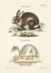 Le lapin et son squelette