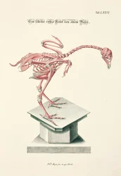 Rare squelette de poulet rouge