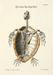 Squelette de tortue de mer