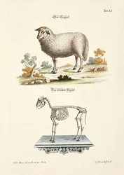 Le mouton et son squelette