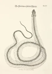 Squelette du serpent commun