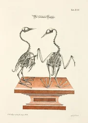 Squelette du plongeur