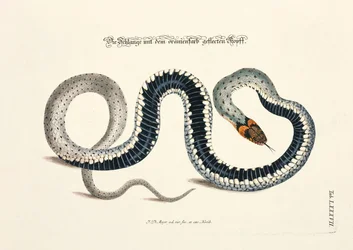 Serpent à tête orange