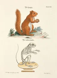 Écureuil et son squelette