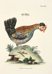 Le poulet