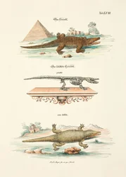 Le crocodile et son squelette