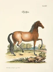 Le cheval
