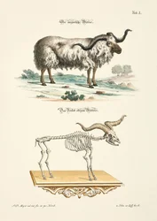 Le bélier hongrois et son squelette
