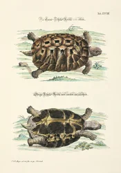 La tortue terrestre vue d
