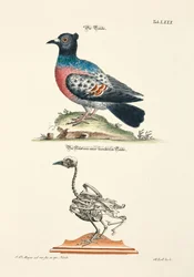 Le pigeon et son squelette