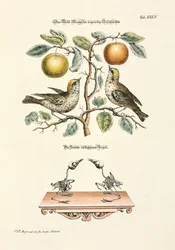 Le Robin des deux sexes
