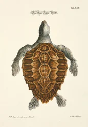 La tortue de mer