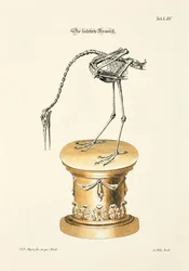 La grue squelettique