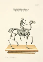Le cheval squelettique avec un squelette humain en selle