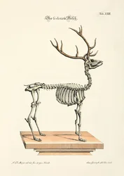 Le cerf rouge squelettique