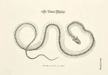 Le serpent squelettique