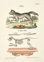 Le loup