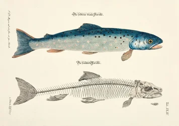 La truite bleue et son squelette
