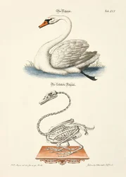 Le cygne et son squelette