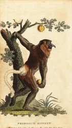 Singe nasique, Nasalis larvatus. En danger