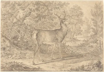 Un magnifique jeune cerf devant une clôture en claies