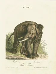 Éléphant d