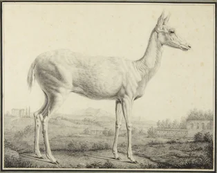 Cerf