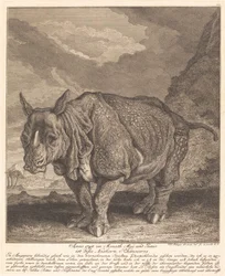 Rhinocéros