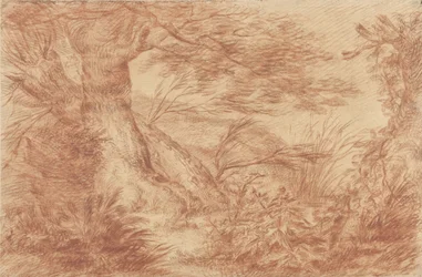 Plantes et herbes près de vieux troncs de saules