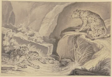 Deux jaguars avec leurs petits dans une crevasse rocheuse
