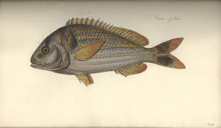 Perca juba, avant 1792