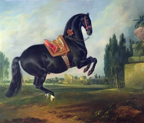Un cheval noir exécutant la Courbette