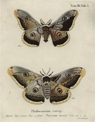 Bombyx empereur, Saturnia pavonia