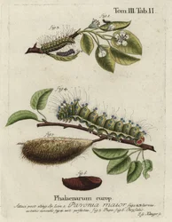 Papillon empereur, Saturnia pavonia, larve, chrysalide.
