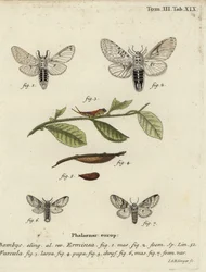 Petit papillon de la famille des Notodontidae, Cerura erminea.