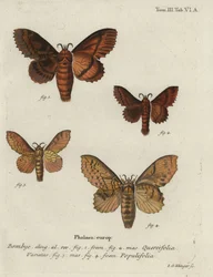 Papillons de la famille des Lasiocampidae.