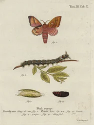 Bombyx du prunier, Odonestis pruni
