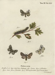 Bombyx du chêne pâle, Trichiura crataegi