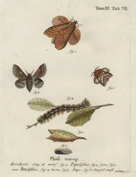 Bombyx du peuplier et petit bombyx