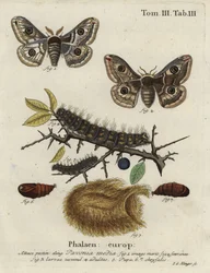 Bombyx épineux, Saturnia spini