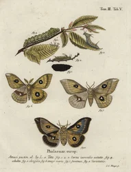 Bombyx tau, Aglia tau